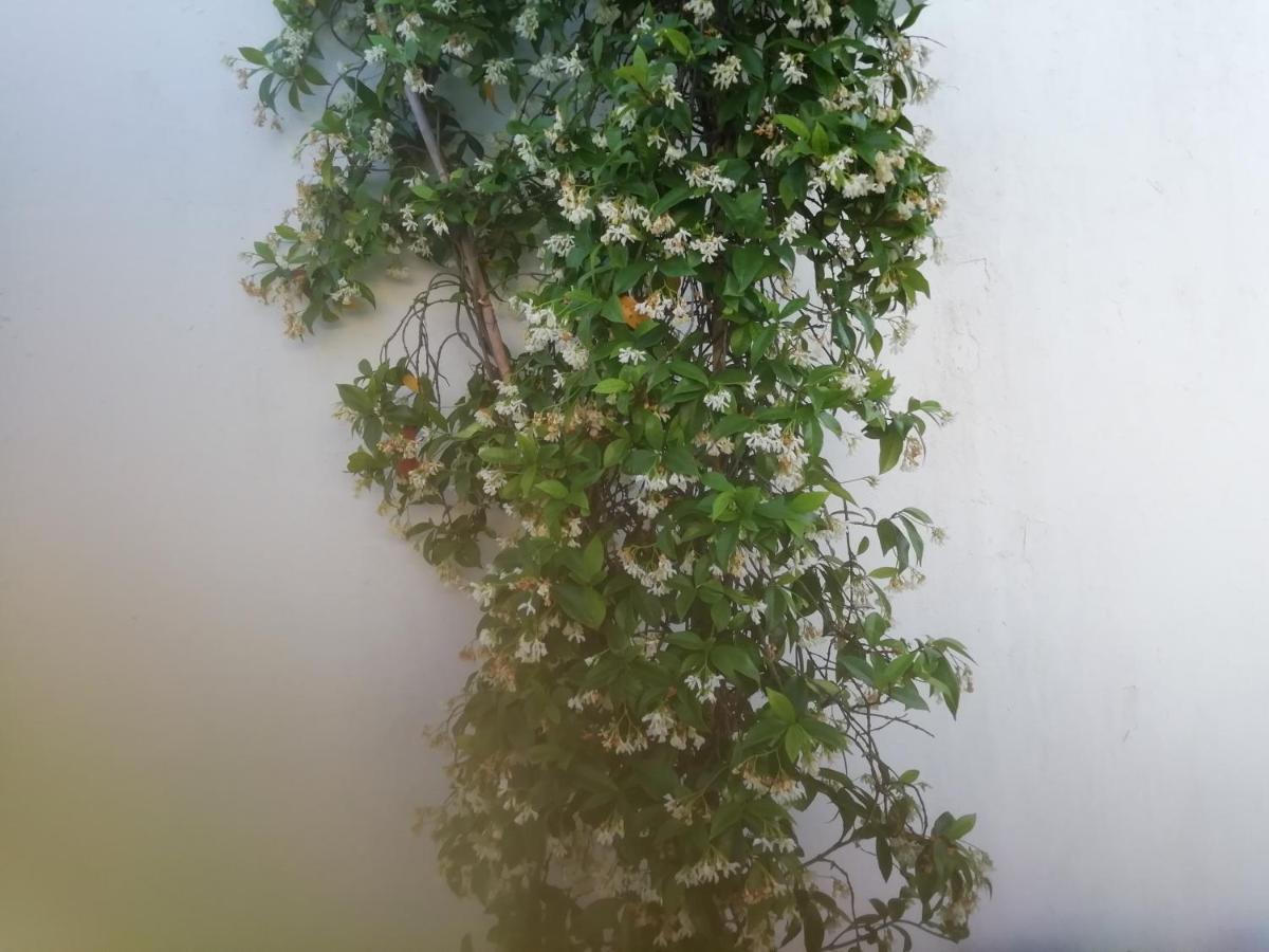 شقة Casa Do Jardim باجة المظهر الخارجي الصورة
